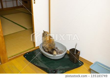 一隻生鏽的貓在室內貓砂盆裡排便 135183749