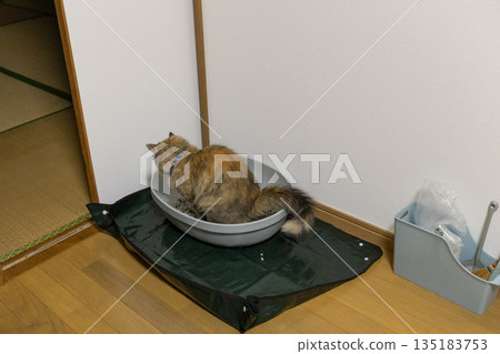 A rusty cat defecating in an indoor cat litter box A rusty cat defecating in an indoor cat litter box 135183753