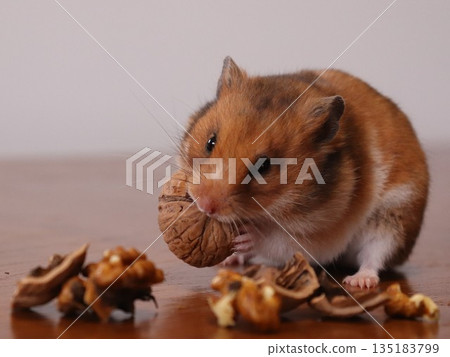 Golden hamster diet Golden hamster diet 135183799