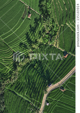 Verdant Rice Paddies, Lush Green Rice Terraces From Drone Perspective 135183914