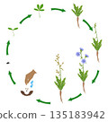 Life cycle of chicory plant on a white background. 135183942
