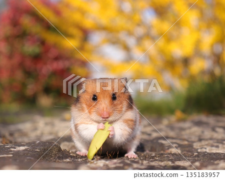 Golden hamster eating in the garden Golden hamster eating in the garden 135183957