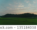 黃昏時分的鄉村稻田 135184038
