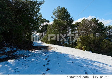 Snowy Forest Path Under Bright Sky With Pine Trees And Footprints 135184058