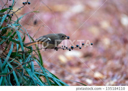 Daurian Redstart holding a fruit in its mouth Daurian Redstart holding a fruit in its mouth 135184110