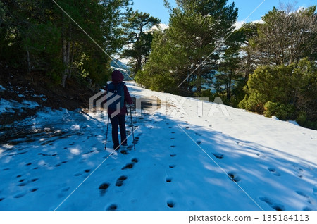 Hiker Walking Through Snowy Forest Trail With Backpack and Trekking Poles on Winter Path Hiker Walking Through Snowy Forest Trail With Backpack and Trekking Poles on Winter Path 135184113