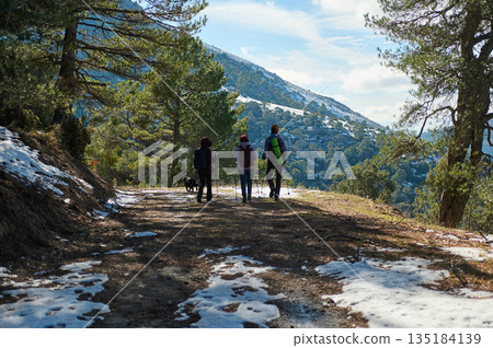 Hikers on a Mountain Trail Amid Snow Patches and Pine Trees Enjoying the Scenic View 135184139
