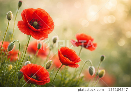 Poppy flowers blooming in field at sunset, symbolic for Anzac Day, Remembrance Day and Lest We Forget concept. Poppy flowers blooming in field at sunset, symbolic for Anzac Day, Remembrance Day and Lest We Forget concept. 135184247