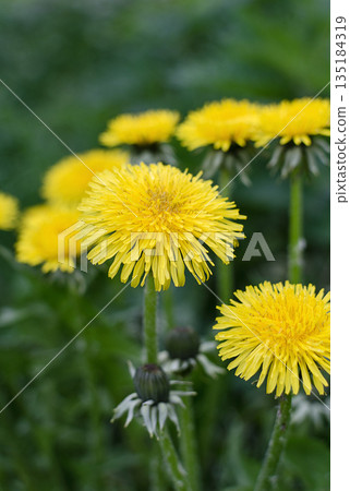 Dandelion flowers on a green grass background 135184319
