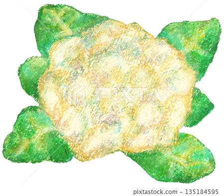 Cauliflower illustration oil pastel drawing Cauliflower illustration oil pastel drawing 135184595