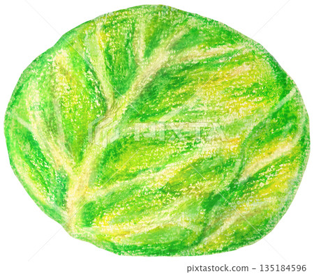 Cabbage illustration oil pastel drawing Cabbage illustration oil pastel drawing 135184596