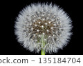 Dandelion round head with white fluff 135184704
