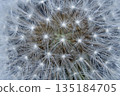 Dandelion's fluff background 135184705