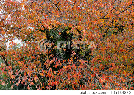 Yamanobe Road - Autumn leaves in the forest Yamanobe Road - Autumn leaves in the forest 135184820