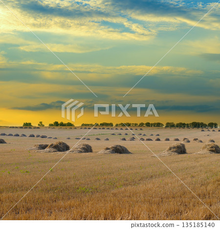 Golden Haystacks in Harvested Wheat Field at Sunset 135185140