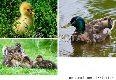 Wild Waterfowl Family Portraits with Newborn Birds 135185142