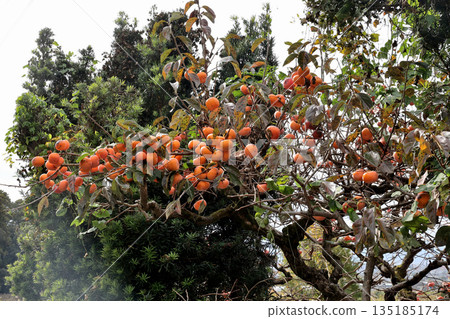 Persimmons ripening abundantly on the Yamanobe Road Persimmons ripening abundantly on the Yamanobe Road 135185174
