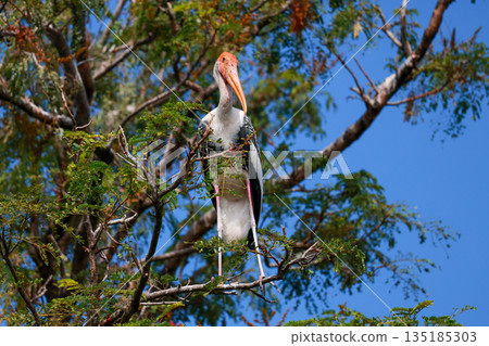 The Painted Stork bird (Mycteria leucocephala) on tree in nature 135185303