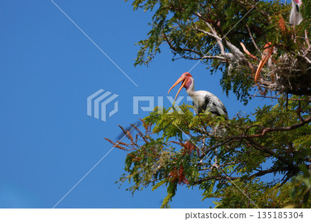 The Painted Stork bird (Mycteria leucocephala) on tree in nature 135185304