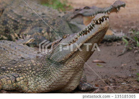 The crocodile on the river near canal The crocodile on the river near canal 135185305