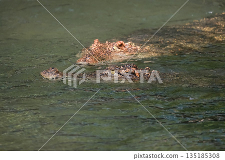 The crocodile is show head in the river 135185308