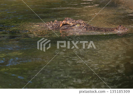 The crocodile is show head in the river The crocodile is show head in the river 135185309