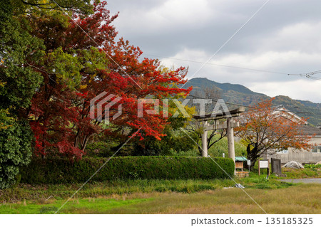 Yamanobe-no-michi: Autumn leaves and the torii gate of Yatogi Shrine 135185325