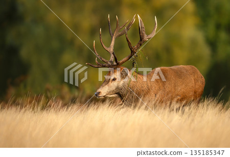 Majestic Red deer stag with large antlers standing in meadow 135185347