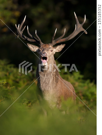 Portrait of a Red deer stag roaring during autumn rut Portrait of a Red deer stag roaring during autumn rut 135185352