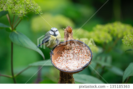 Blue tit chick feeding from suet filled coconut bird feeder in garden 135185363