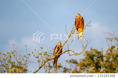 Two Red kites perched in tree branches on a sunny day Two Red kites perched in tree branches on a sunny day 135185366