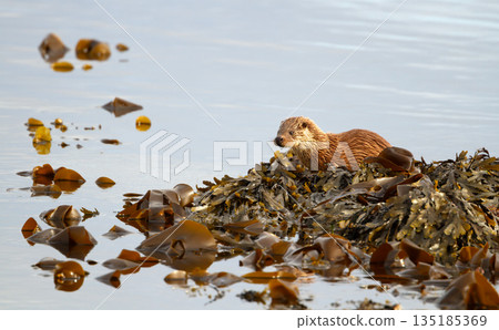 Young European otter cub resting on coastal seaweed Young European otter cub resting on coastal seaweed 135185369