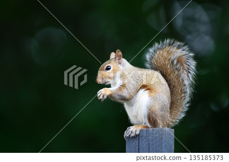 Portrait of a cute young grey squirrel eating nut on garden fence post Portrait of a cute young grey squirrel eating nut on garden fence post 135185373