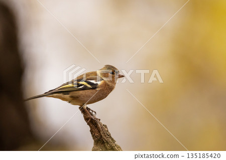 Eurasian chaffinch (Fringilla coelebs). Photographed in the Czech Republic. Autumn nature. From bird life. Passerine bird in nature habitat Eurasian chaffinch (Fringilla coelebs). Photographed in the Czech Republic. Autumn nature. From bird life. Passerine bird in nature habitat 135185420