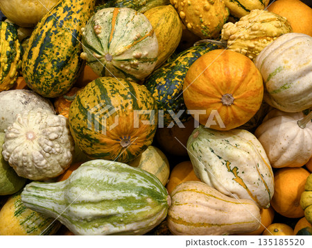 Group of assorted multicolor decorative pumpkins 135185520