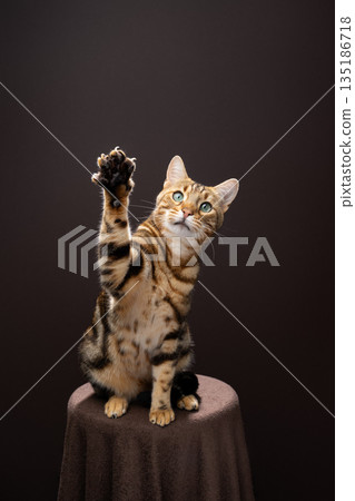 brown spotted bengal cat studio portrait brown spotted bengal cat studio portrait 135186718