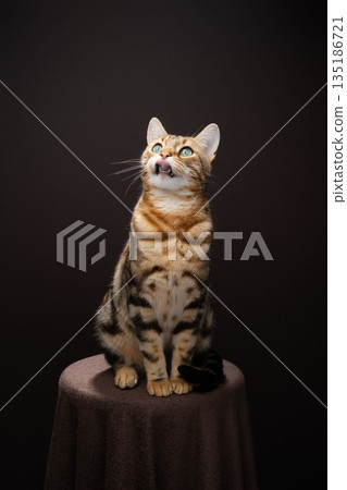 brown spotted bengal cat studio portrait 135186721