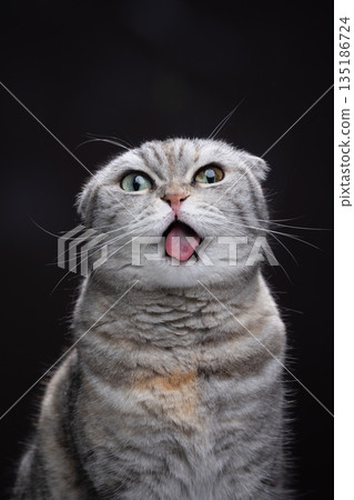 scottish fold cat making funny face while sticking out tongue scottish fold cat making funny face while sticking out tongue 135186724