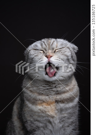 scottish fold cat making funny face while sticking out tongue scottish fold cat making funny face while sticking out tongue 135186725