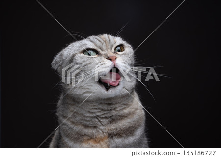 scottish fold cat making funny face while sticking out tongue scottish fold cat making funny face while sticking out tongue 135186727