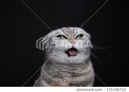 scottish fold cat making funny face while sticking out tongue scottish fold cat making funny face while sticking out tongue 135186728