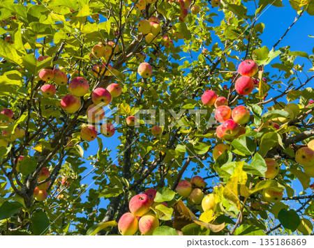 Colorful apple tree branches with ripe fruit against clear blue sky 135186869