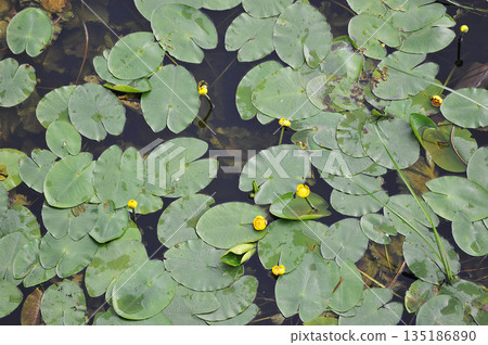 background of water lilies on the river background of water lilies on the river 135186890