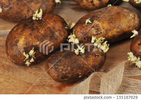 potato tubers with sprouted sprouts on a wooden potato tubers with sprouted sprouts on a wooden 135187029