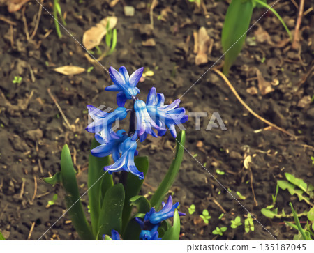 The vibrant blue flowers of the Oriental Hyacinth Hyacinthus orientalis stand out against the green foliage. Lush green foliage frames the spring blooms. Close-up. The vibrant blue flowers of the Oriental Hyacinth Hyacinthus orientalis stand out against the green foliage. Lush green foliage frames the spring blooms. Close-up. 135187045
