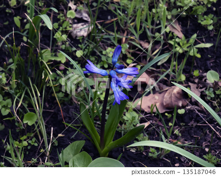 Vibrant blue flowers of the Oriental Hyacinth Hyacinthus orientalis stand out against the green foliage. Lush green foliage frames the spring blooms. Close-up. Vibrant blue flowers of the Oriental Hyacinth Hyacinthus orientalis stand out against the green foliage. Lush green foliage frames the spring blooms. Close-up. 135187046