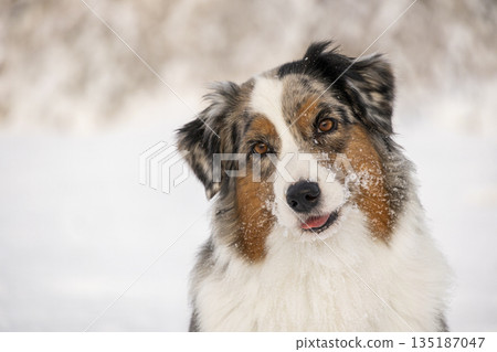 An adorable Aussie dog tilts its head with a curious and happy expression. The muzzle is covered with snow, creating a charming and playful winter portrait. An adorable Aussie dog tilts its head with a curious and happy expression. The muzzle is covered with snow, creating a charming and playful winter portrait. 135187047