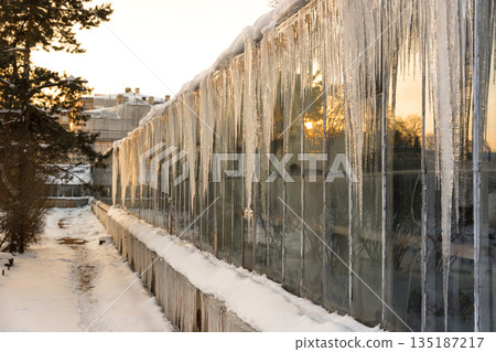 Icicles hanging down from glass roof tropical greenhouse in winter. Icicles hanging down from glass roof tropical greenhouse in winter. 135187217