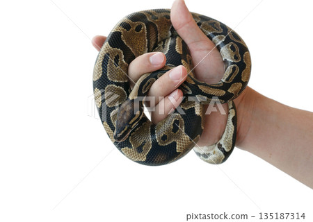 The image of the royal or ball python on the hand of man The image of the royal or ball python on the hand of man 135187314