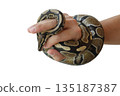 The image of the royal or ball python on the hand of man 135187387